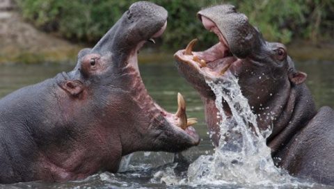 Hippopotamuses, Deadliest Animals