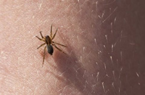 मकड़ी के काटने का घरेलु उपचार- Home Remedies For Spider Bites In Hindi