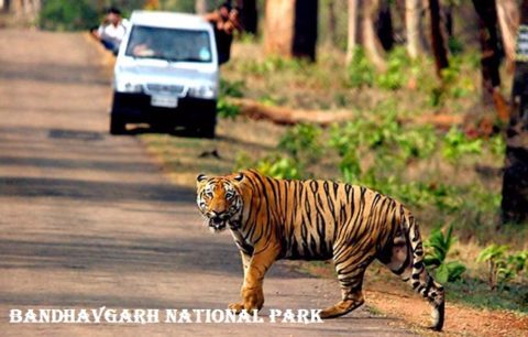 बांधवगढ राष्ट्रीय उद्यान के बारे में जानकारी Bandhavgarh National Park in Hindi