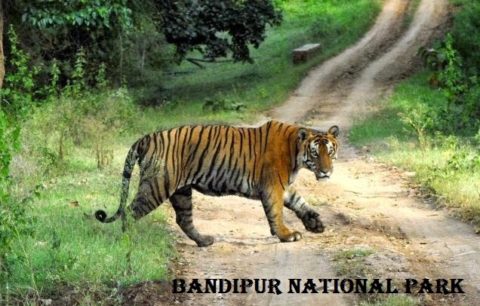 बांदीपुर राष्ट्रीय पार्क की जानकारी, इतिहास | Bandipur National Park in Hindi