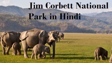 जिम कॉर्बेट नेशनल पार्क की जानकारी, इतिहास | Jim Corbett National Park in Hindi