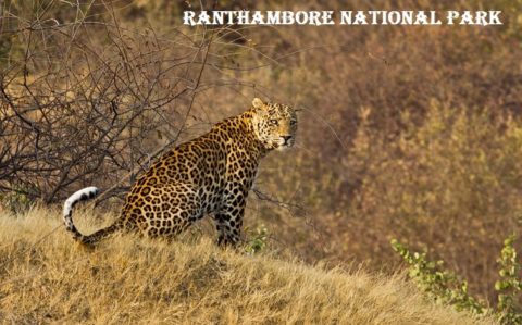 रणथंभौर राष्ट्रीय पार्क के बारे में जानकारी Ranthambore National Park in Hindi