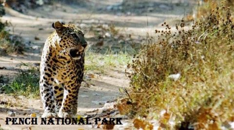 पेंच राष्ट्रीय पार्क के बारे में जानकारी | Pench National Park Information in Hindi