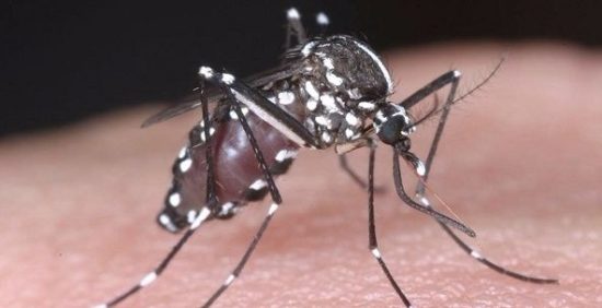 डेंगू (दंडक ज्वर) कारण, लक्षण, बचाव व घरेलु उपचार Dengue Fever Treatment
