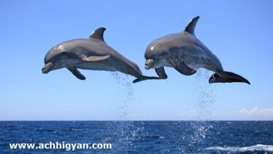 डाॅल्फिन्स के बारे में 35 मजेदार रोचक तथ्य | Facts About Dolphins in Hindi