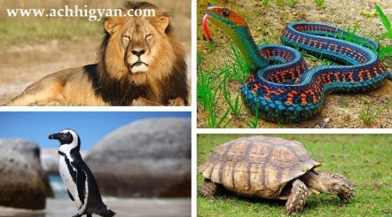 जिव-जन्तुओ से जुड़े 75 गजब रोचक तथ्य | Facts About Animals in Hindi