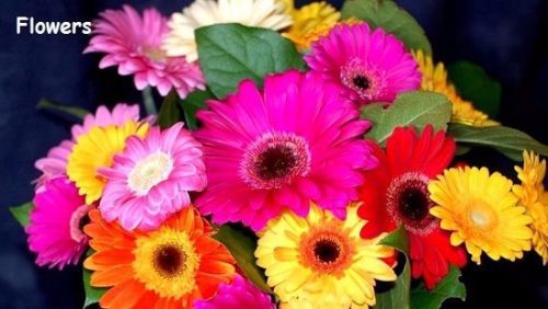 फूलो के बारे में जानकारी, तथ्य | Information in Hindi About Flowers