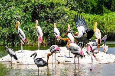 कुमारकोम केरल पक्षी अभयारण्य, पर्यटन | Kumarakom Tourism in Hindi