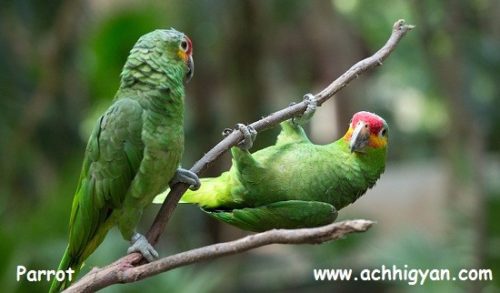 तोता के बारे में कुछ जानकारी - Information in Hindi About Parrot